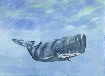 Postkarte DIN-A6  Aquarell Maritim Kunst Druck Kunstdruck Dänemark Nordsee Ostsee Wal Pottwal Schweinswale Schweinswal